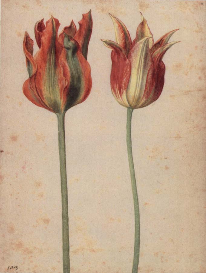 Two Tulips